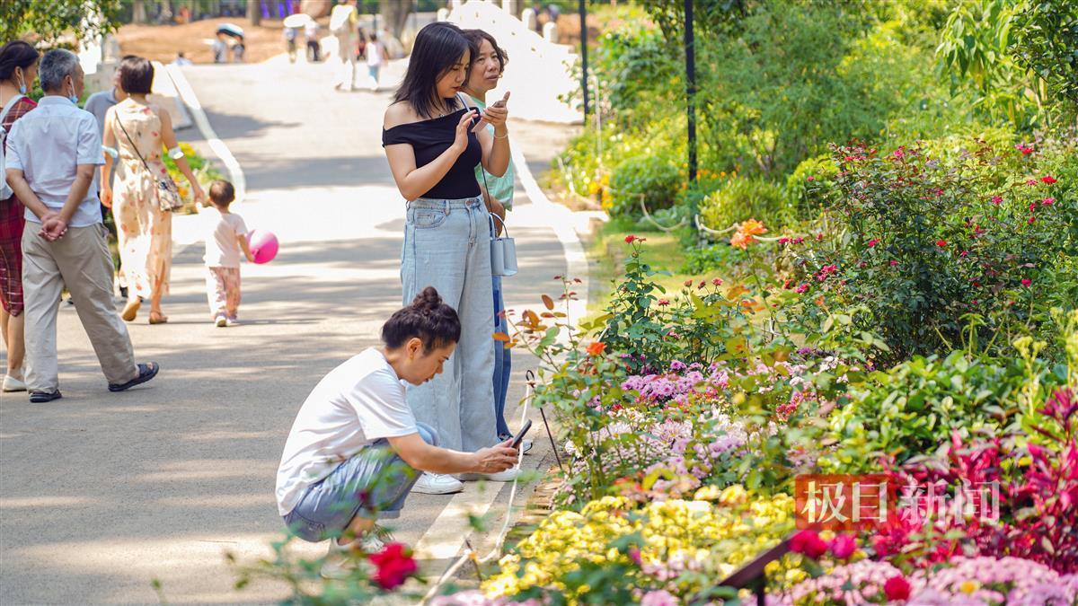 澳门新葡萄金